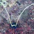 00 To be determined, photo taken in Maldives, Male Atoll, North Male Atoll, Reti Rah