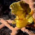 Leaf Scorpionfish (Taenianotus triacanthus)
