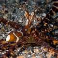 Wonderpus Octopus (Wunderpus photogenicus), photo taken in Indonesia, North Sulawesi, Lembeh Strait, Pante Parigi 1