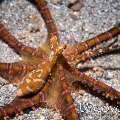 Wonderpus Octopus (Wunderpus photogenicus)