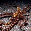 Wonderpus Octopus (Wunderpus photogenicus), photo taken in Indonesia, North Sulawesi, Lembeh Strait, Pante Parigi 1