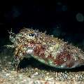 Needle Cuttlefish (Sepia aculeata), photo taken in Indonesia, North Sulawesi, Lembeh Strait, Pante Parigi 1