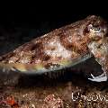 Needle Cuttlefish (Sepia aculeata), photo taken in Indonesia, North Sulawesi, Lembeh Strait, Sarena Besar 2