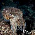 Needle Cuttlefish (Sepia aculeata), photo taken in Indonesia, North Sulawesi, Lembeh Strait, Sarena Besar 2