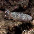 Pygmy Cuttlefish (Sepia bandensis), photo taken in Indonesia, North Sulawesi, Lembeh Strait, Sarena Besar 2