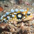 Nudibranch, photo taken in Indonesia, North Sulawesi, Lembeh Strait, Sarena Besar 2