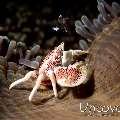 Spotted porcelain crab (Neopetrolisthes maculatus), photo taken in Indonesia, North Sulawesi, Lembeh Strait, Sarena Besar 1