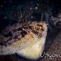 Filefish, photo taken in Indonesia, North Sulawesi, Lembeh Strait, Sarena Besar 1