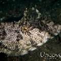 Filefish, photo taken in Indonesia, North Sulawesi, Lembeh Strait, Sarena Besar 1