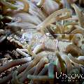 Commensal Shrimp, photo taken in Indonesia, North Sulawesi, Lembeh Strait, Sarena Besar 1