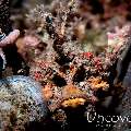 Spiny Devilfish (Inimicus didactylus), photo taken in Indonesia, North Sulawesi, Lembeh Strait, Sarena Besar 1
