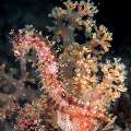 Thorny Seahorse (Hippocampus histrix), photo taken in Indonesia, North Sulawesi, Lembeh Strait, Goby a Crab