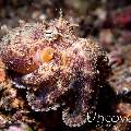 Coconut octopus (Amphioctopus marginatus), photo taken in Indonesia, North Sulawesi, Lembeh Strait, Goby a Crab