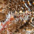 Ornate Ghost Pipefish (Solenostomus paradoxus), photo taken in Indonesia, North Sulawesi, Lembeh Strait, Goby a Crab