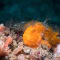 Painted Frogfish (Antennarius pictus), photo taken in Indonesia, North Sulawesi, Lembeh Strait, Critter Hunt