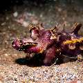 Flamboyant Cuttlefish (Metasepia pfefferi), photo taken in Indonesia, North Sulawesi, Lembeh Strait, Critter Hunt