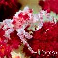 Candy crab (Hoplophrys oatesi), photo taken in Indonesia, North Sulawesi, Lembeh Strait, Critter Hunt