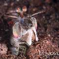 Pink-eared mantis (Odontodactylus latirostris), photo taken in Indonesia, North Sulawesi, Lembeh Strait, Tandurusa