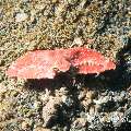 Elbow Crab, photo taken in Indonesia, North Sulawesi, Lembeh Strait, Tandurusa