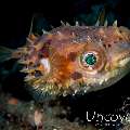 Orbicular Burrfish (Cyclichthys orbicularis), Porcupine Pufferfish (Diodon holocanthus)