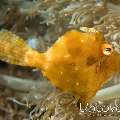 Filefish, photo taken in Indonesia, North Sulawesi, Lembeh Strait, Tandurusa