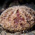 Flower Urchin (Toxopneustes pileolus)