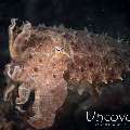 Broadclub cuttlefish (Sepia latimanus), photo taken in Indonesia, North Sulawesi, Lembeh Strait, Makawide 2