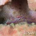 Hairy Squatlobster (Lauriea Siagiani), photo taken in Indonesia, North Sulawesi, Lembeh Strait, Makawide 2