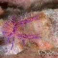 Hairy Squatlobster (Lauriea Siagiani), photo taken in Indonesia, North Sulawesi, Lembeh Strait, Makawide 2