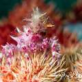 Candy crab (Hoplophrys oatesi), photo taken in Indonesia, North Sulawesi, Lembeh Strait, Makawide 2