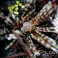 Sea Urchin, photo taken in Indonesia, North Sulawesi, Lembeh Strait, TK 3