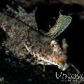 Fingered Dragonet (Dactylopus dactylopus), photo taken in Indonesia, North Sulawesi, Lembeh Strait, TK 3