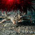 Fire Seaurchin (Astropyga radiata), Urchin Carry Crab (Dorippe frascone), photo taken in Indonesia, North Sulawesi, Lembeh Strait, TK 3