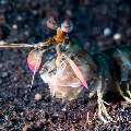 Pink-eared mantis (Odontodactylus latirostris)
