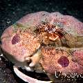 Spotted Box Crab (Calappa philargius), photo taken in Indonesia, North Sulawesi, Lembeh Strait, TK 3
