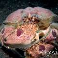 Spotted Box Crab (Calappa philargius)