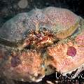 Spotted Box Crab (Calappa philargius), photo taken in Indonesia, North Sulawesi, Lembeh Strait, TK 3
