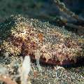 Broadclub cuttlefish (Sepia latimanus), photo taken in Indonesia, North Sulawesi, Lembeh Strait, TK 3