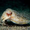 Golden Cuttlefish (Sepia esculenta), photo taken in Indonesia, North Sulawesi, Lembeh Strait, TK 3