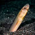 Big Eye Conger Eel (Ariosoma anagoides)