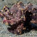 Flamboyant Cuttlefish (Metasepia pfefferi), photo taken in Indonesia, North Sulawesi, Lembeh Strait, Aer Bajo 3