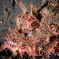 Tassled Scorpionfish (Scorpaenopsis oxycephala), photo taken in Indonesia, North Sulawesi, Lembeh Strait, Aer Bajo 3