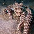 Mimic Octopus (Thaumoctopus mimicus), photo taken in Indonesia, North Sulawesi, Lembeh Strait, Aer Bajo 3