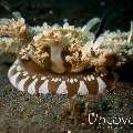 Upside Down Jellyfish (Cassiopea)