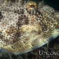 Filefish, photo taken in Indonesia, North Sulawesi, Lembeh Strait, TK 2