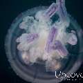 Jellyfish, photo taken in Indonesia, North Sulawesi, Lembeh Strait, TK 2