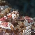 Spotted porcelain crab (Neopetrolisthes maculatus), photo taken in Indonesia, North Sulawesi, Lembeh Strait, TK 2