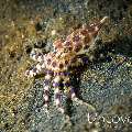 Blue Ring Octopus (Hapalochlaena lunulata), photo taken in Indonesia, North Sulawesi, Lembeh Strait, TK 2