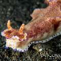 Nudibranch, photo taken in Indonesia, North Sulawesi, Lembeh Strait, TK 2
