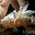 Pygmy Cuttlefish (Sepia bandensis), photo taken in Indonesia, North Sulawesi, Lembeh Strait, Makawide 3